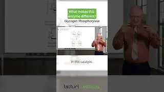 What makes this enzyme different? Glycogen Phosphorylase 
