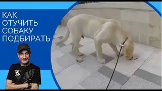 How to stop a dog from picking up (One way)