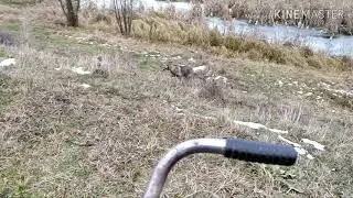 Проверка капканов на куницу и не удачная установка капканов на бобра #Бобер #куница # капкани