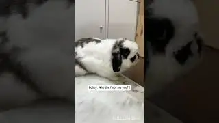 Bunny reaction to owner wearing clay mask 🐰🧖‍♀️