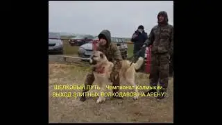 ВЫХОД ЭЛИТНЫХ ВОЛКОДАВОВ НА РИНГ... ШЕЛКОВЫЙ ПУТЬ... СЪЕМКИ Бадмы Шорбаева..