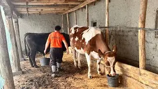 Узбекистан! Как в кишлаках содержат домашний скот