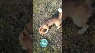 С Лордом на прогулке8#beagle#Lord#бигль#Лорд