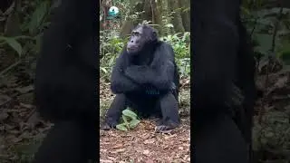 Chimpanzee | #chimpanzee #chimpu #chimplikicomedy #wildlife #indianwildlife #animal #shorts