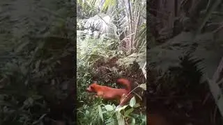 BABI NYA NGAMUK GAES