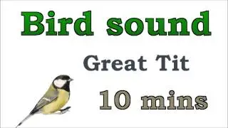 Bird sound #6 - Great Tit