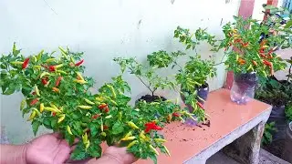 Growing Chilli in plastic bottles is easy and required no watering