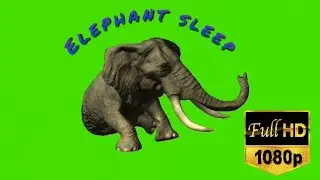 Elephant sleep || Green screen elephant sleep || elephant sit-down  || Green screen elephant ||