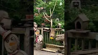 Tree Watch , Day 78, The Woodpecker tree Saga continues. Peanut Butter Club