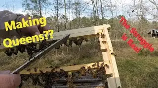 Queen Rearing With a Cloake Board