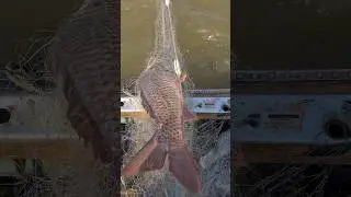 ОГРОМНЫЙ САЗАН РВЕТ СЕТИ.