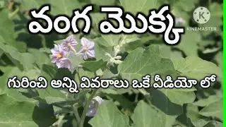 237. వంగ మొక్క ఆరోగ్యం గా పెరగాలంటే ఏ ఎరువులు వాడాలి.వంగకు మిత్ర ,శత్రు మొక్కలు ఏమిటి gardening tips