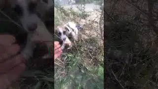 Щенок со сломанной лапкой😭