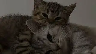 вторая половинка❤️,боже вы такая красивая пара😍🥰