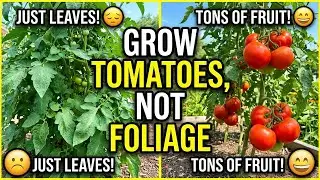Maximize Your Tomato Yield: Grow Fruit, Not Leaves!