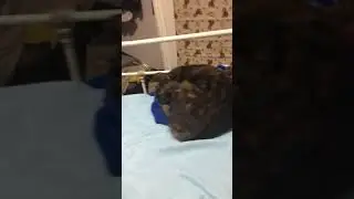 Just a cringy video of my cat :’)