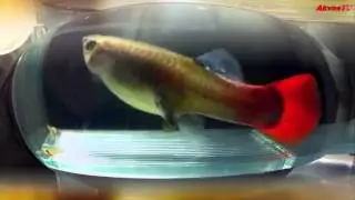 САМКА ГУППИ РОЖАЕТ МАЛЬКОВ