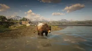 Never knew bears could swim this RIDICULOUSLY fast