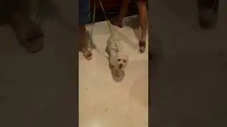 petexpo