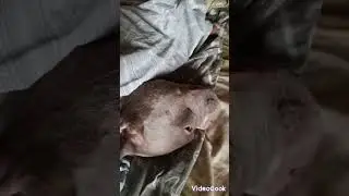 СПЯЩАЯ БУЛОЧКА #americanbully #bullydogs #americanbullydog #shortsdog #abkc
