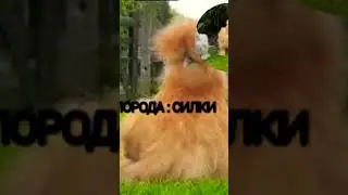 #порода #силки #курица