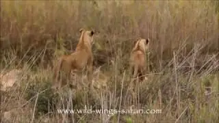 Failed lion hunt
