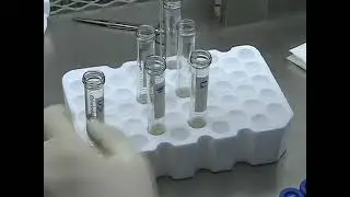 Preparation of Dissociated Mouse Cortical Neuron Cultures