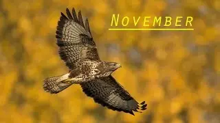 November