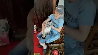 МУСИК:ПОЧЕШИ-КА МНЕ ЖИВОТИК #кисонька #котик #кошка #котики #кот #кошки #кошкавидео #смешныеживотные