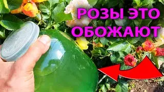 Полейте так РОЗЫ в июне и цветение будет долгим ОГРОМНЫМИ БУТОНАМИ все лето / подкормка роз
