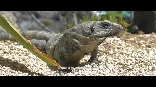 Hot Since 82 - Even Deeper Mexico (Documentary Short)