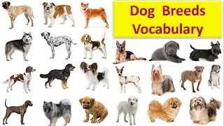Dog Breeds Vocabulary || Daily used Vocabulary
