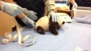 Пупсик:)
