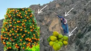 Esmat picking mountain oranges in the Zagros Mountains 🍊🏔️