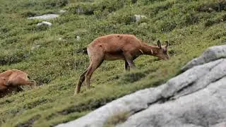 Les isards du Costabonne
