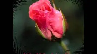 LA İLAHE İLLALLAH -Kaside-Ahmet Çalışır