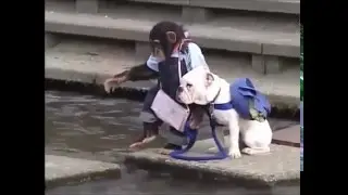 Приколы про животных  Обезьяна и пес
