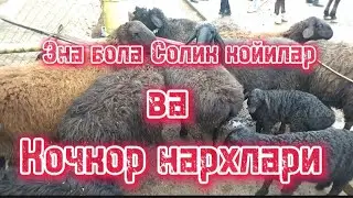 Коргонтепа хайвон бозори Кой нархлари 