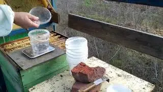 Контроль заклещонности пчёл, методом смыва