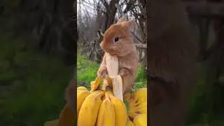 #rabbit