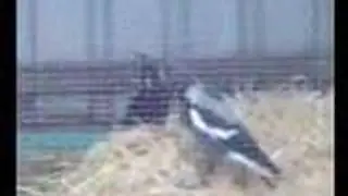 hay hay magpie play