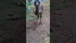 район держит в страхе волкодав страусяка 🤣 #catvideos  #funnyvideo #animals #животные #funny #zoo