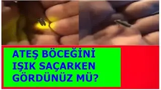 ATEŞ BÖCEĞİNİN IŞIK ŞAÇMASI!
