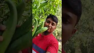 সেই মজা লাগে 