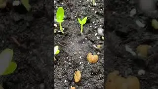 Всходы! 