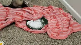 Ferrets First Snow
