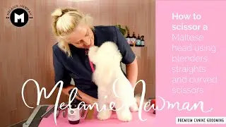 How to scissor a Maltese head using blenders straights and curved  scissors