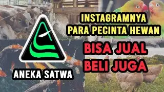 Review ANEKA SATWA Aplikasi Jual Beli Hewan Online.