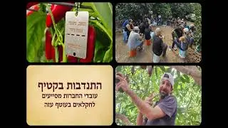 מגדלור של תקווה