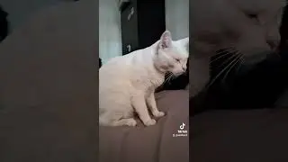 Tomame una foto #gatos #gatoblanco #gatitos #viral